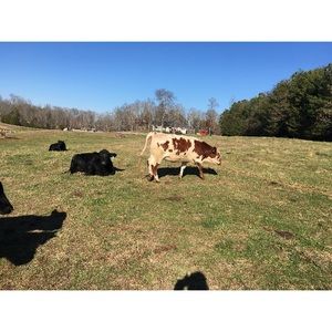 Meet your Posher, Tiffany